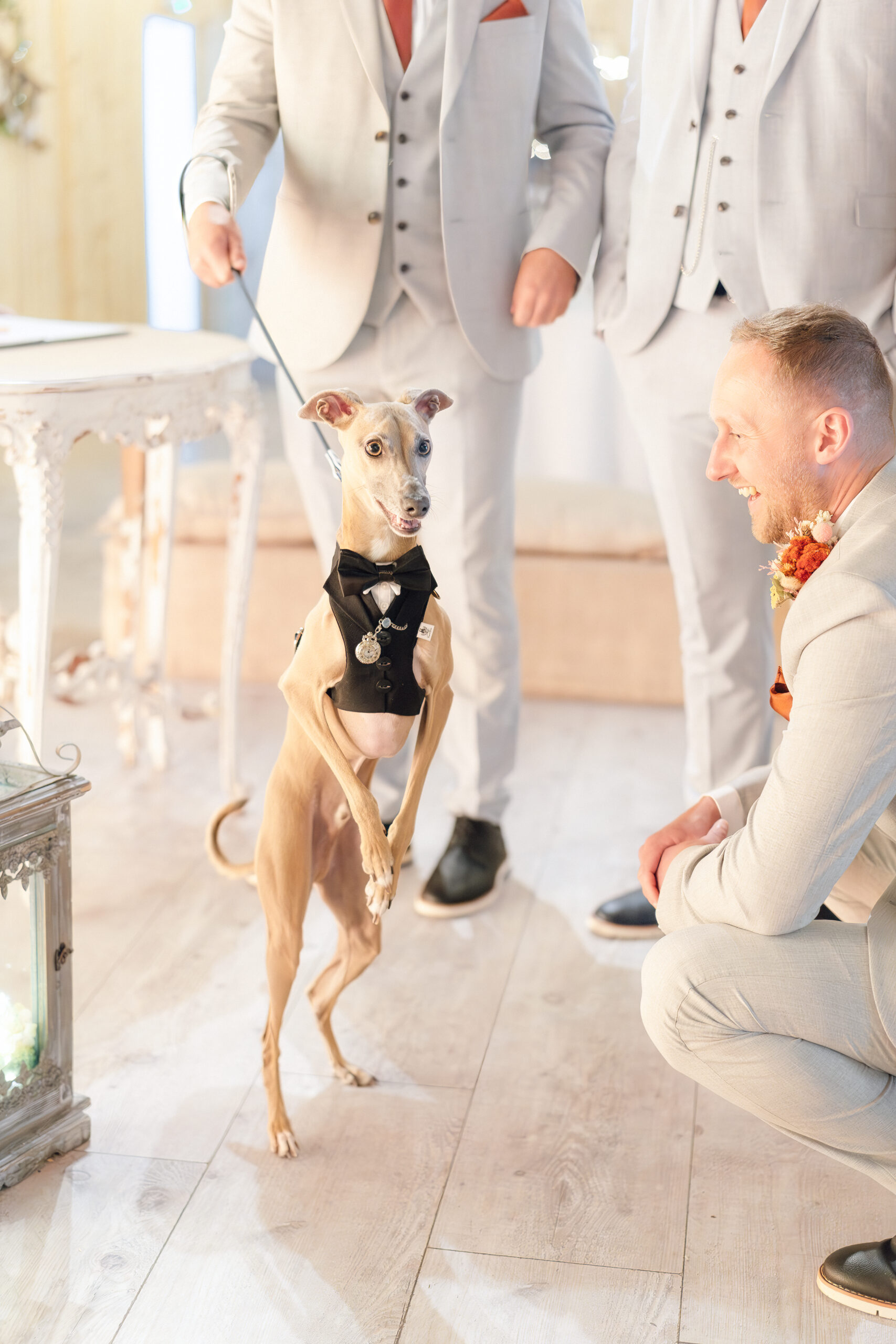 dog at wedding