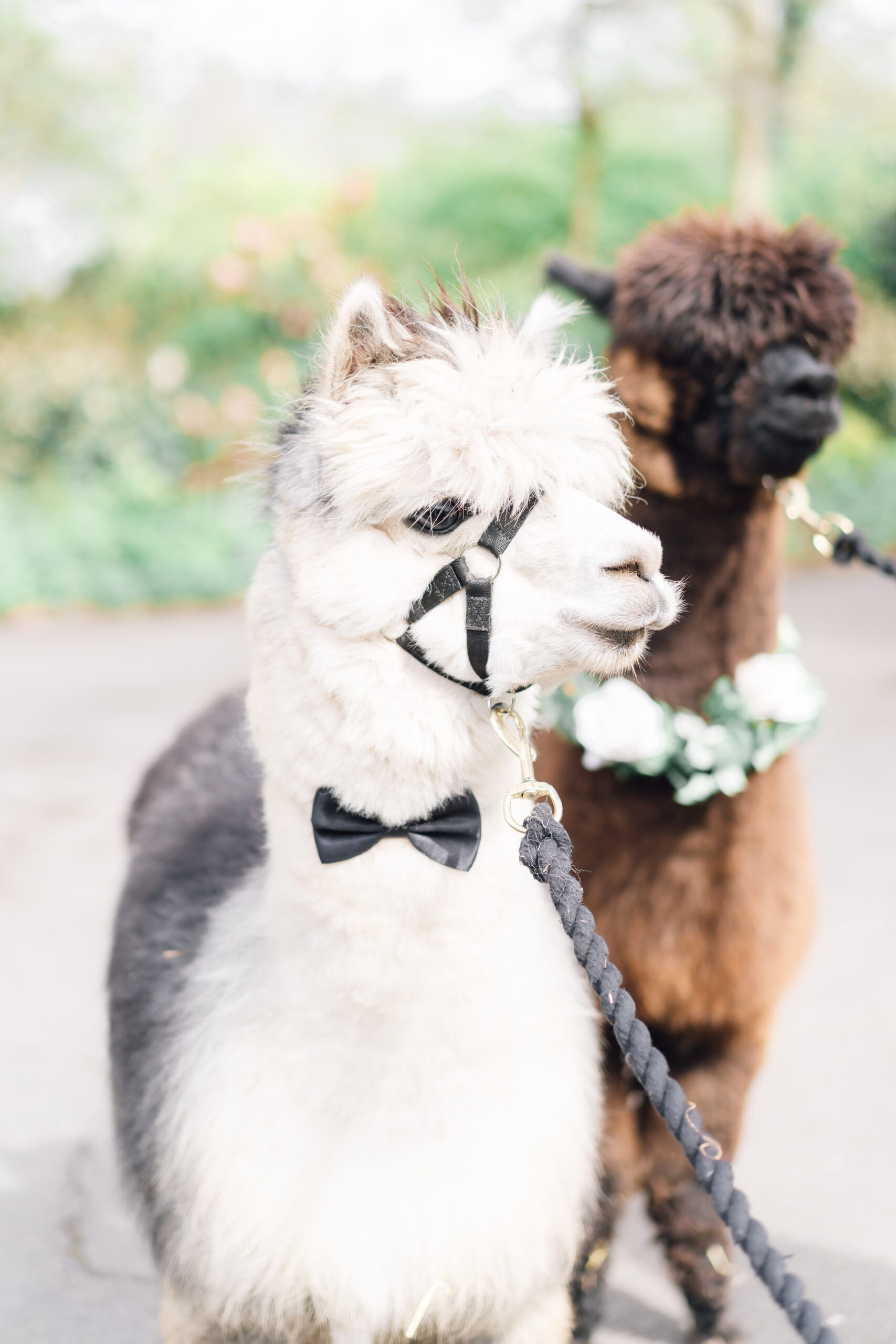 alpacas at wedding