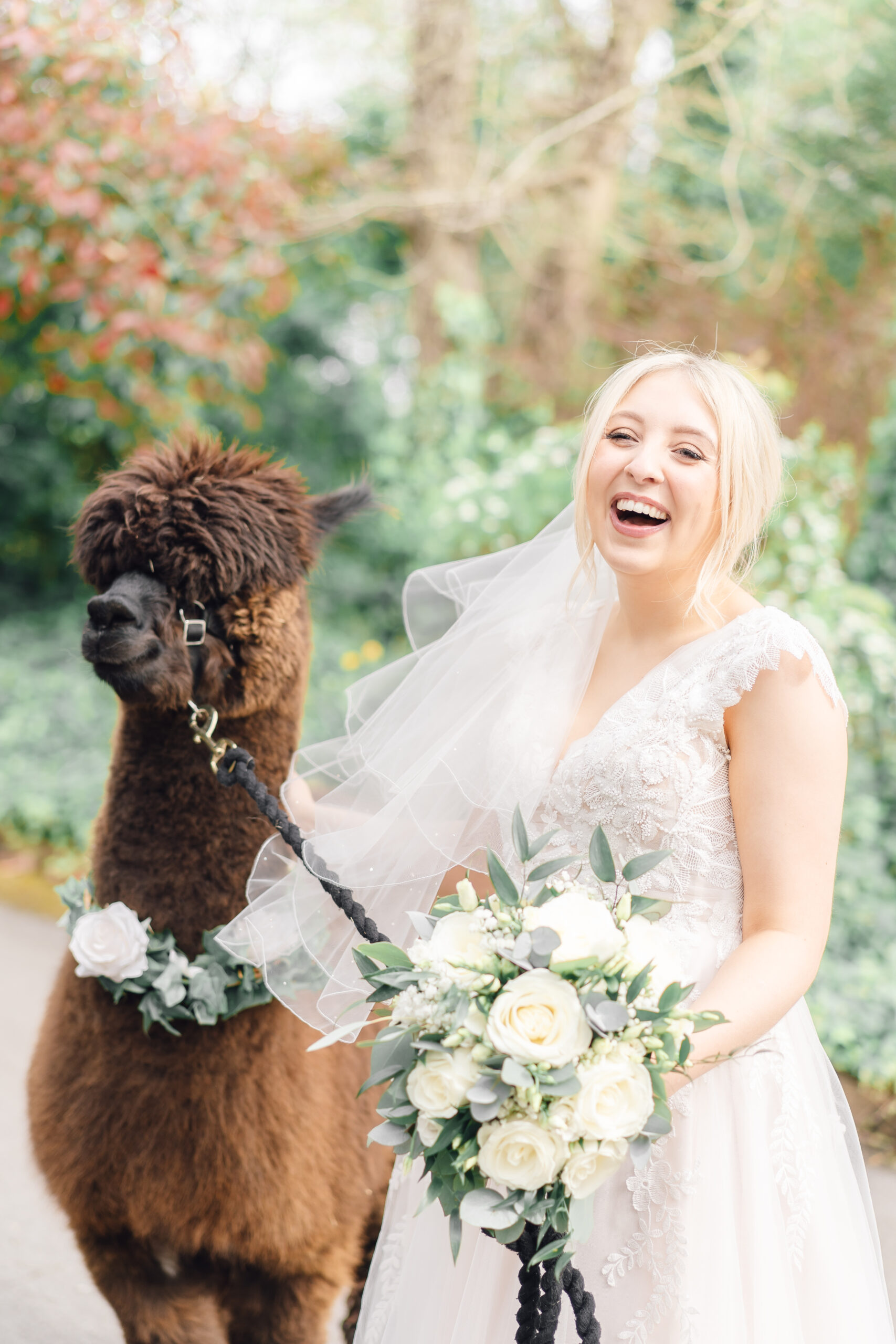 bride laughing with an alpaca