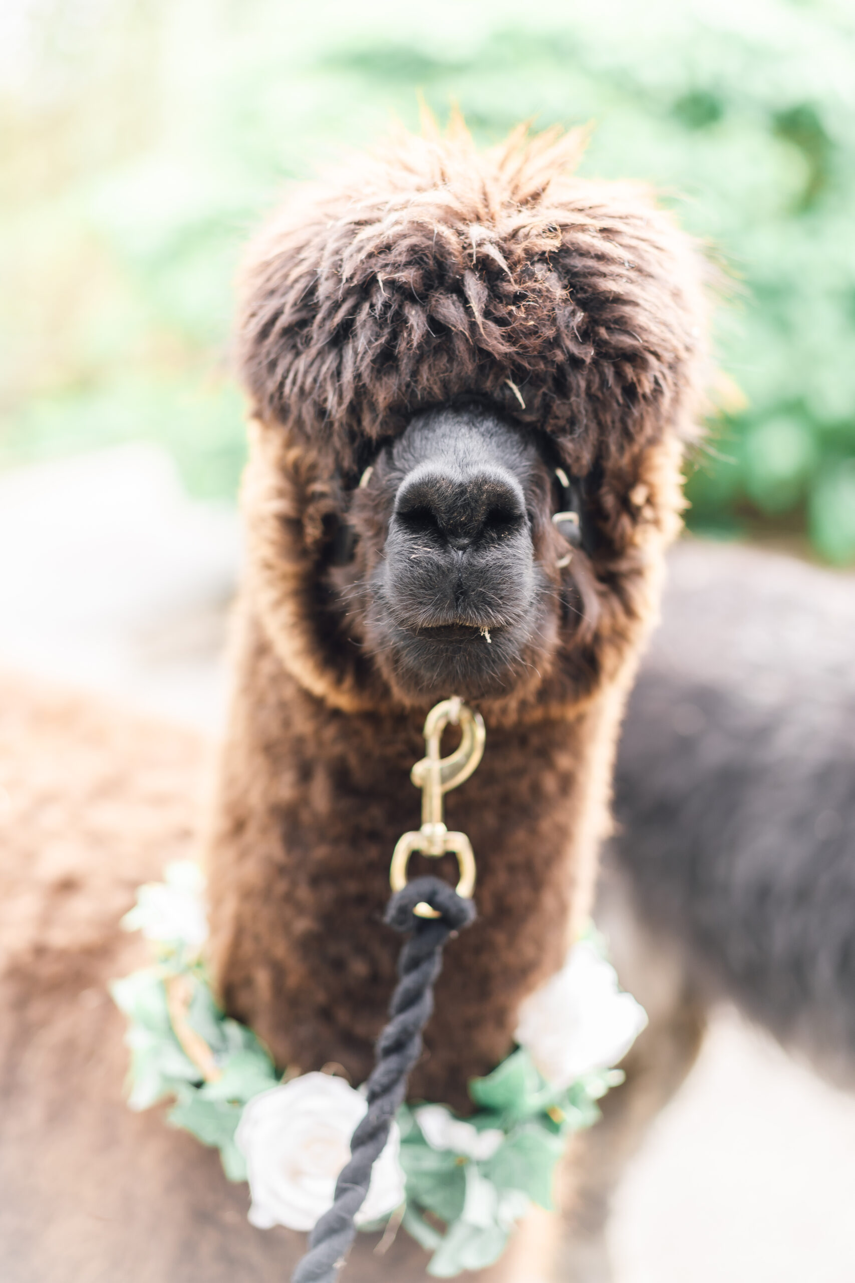 alpacas at wedding