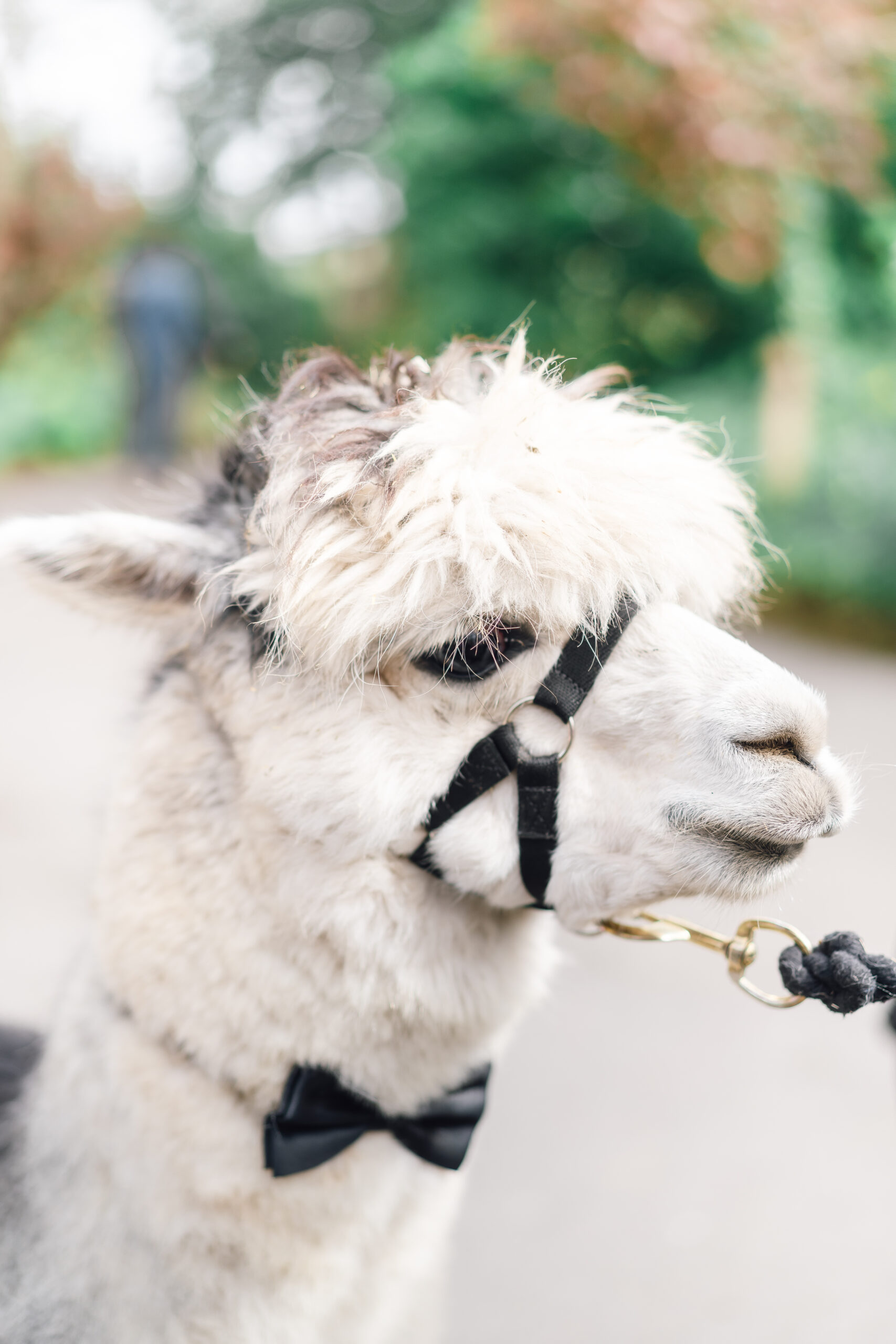 Cheshire alpacas at a wedding