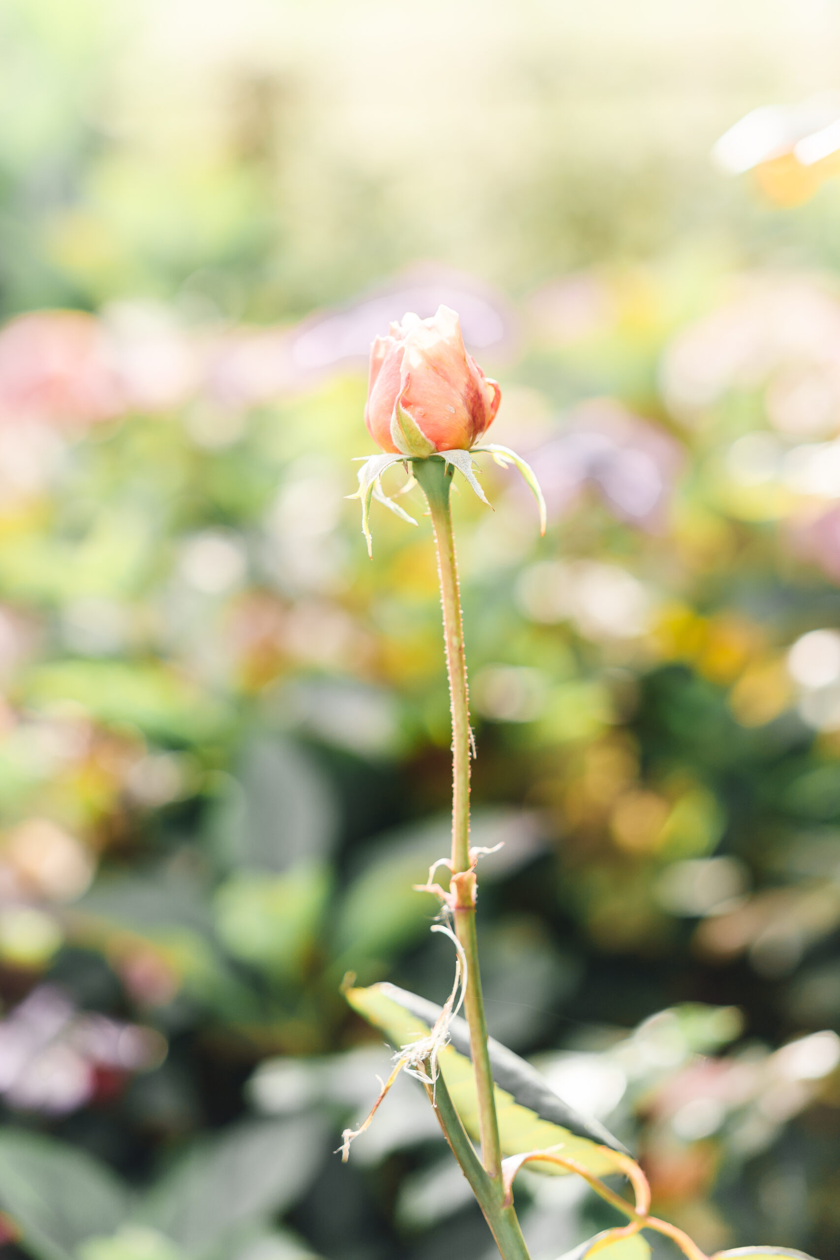 Wedding flower tulip